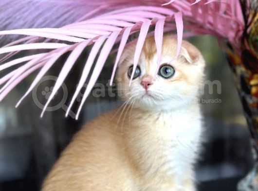 Scottish Fold Ny12 görsel