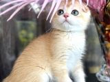 Scottish Fold Ny12