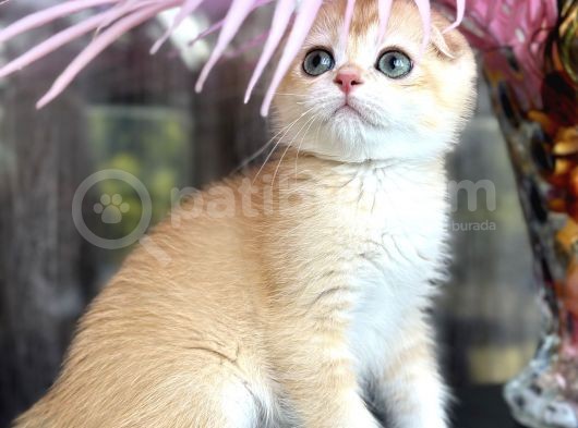Scottish Fold Ny12 görsel