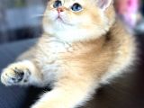 Şecereli Saf Kan British Shorthair