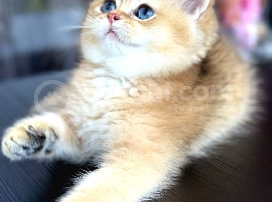 Şecereli Saf Kan British Shorthair görsel