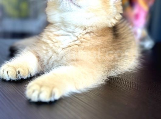 Şecereli Saf Kan British Shorthair görsel