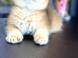 Şecereli Saf Kan British Shorthair