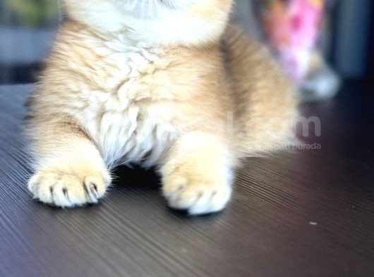 Şecereli Saf Kan British Shorthair görsel