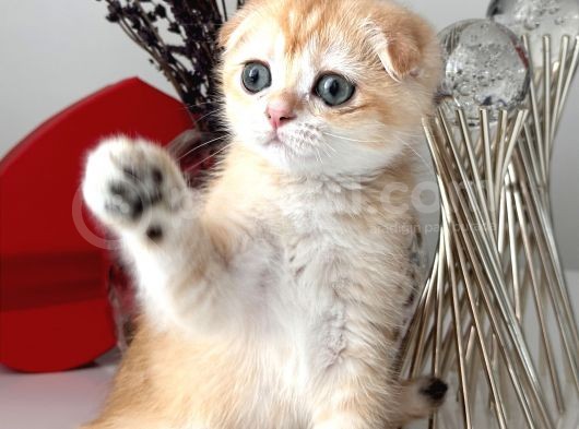 Scottish Fold Ny12 görsel