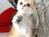 Scottish Fold Ny12