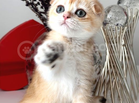 Scottish Fold Ny12 görsel