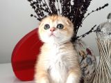Scottish fold ny12