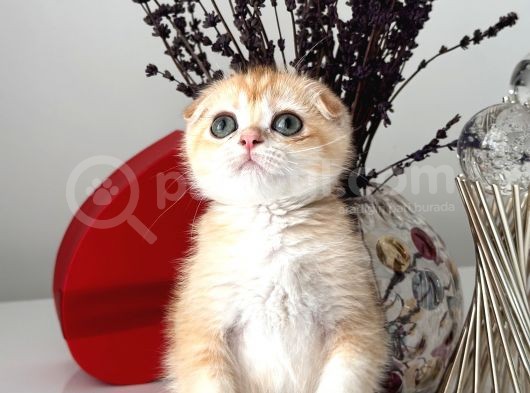 Scottish Fold Ny12