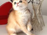 Scottish Fold Ny12