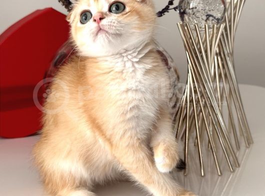 Scottish Fold Ny12 görsel