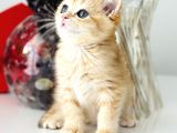 Şecereli Saf Kan British Shorthair