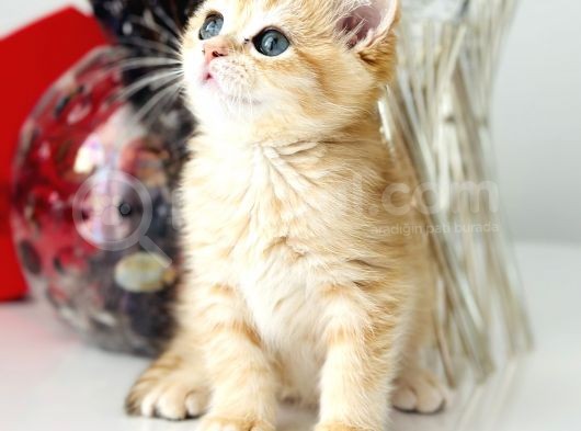 Şecereli Saf Kan British Shorthair görsel