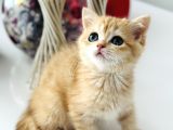 Şecereli Saf Kan British Shorthair