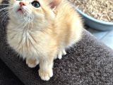 Şecereli Saf Kan British Shorthair