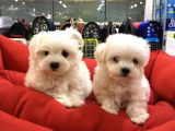 VONALP PET GARANTISIYLE MALTESE TERRIER YAVRULAR