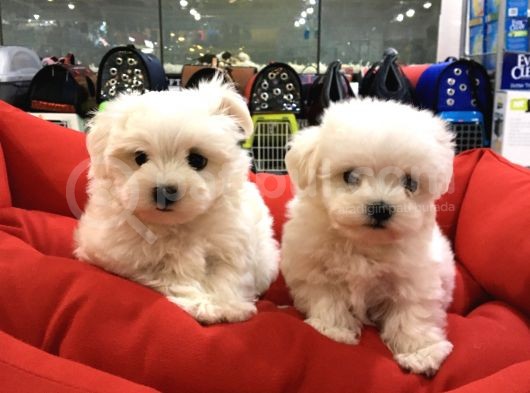 Vonalp Pet Garantisiyle Maltese Terrier Yavrular