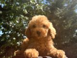Orjinal poodle benekler