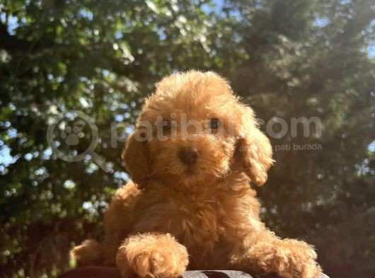 Orjinal Poodle Benekler