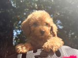 Orjinal Poodle Benekler