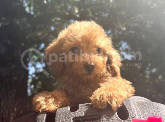 Orjinal Poodle Benekler görsel