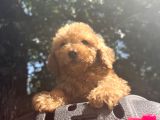 Orjinal Poodle Benekler