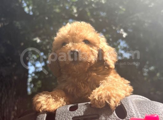 Orjinal Poodle Benekler görsel
