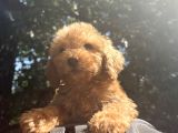 Orjinal Poodle Benekler