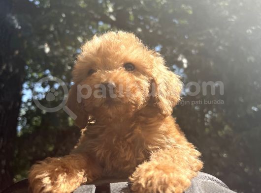 Orjinal Poodle Benekler görsel