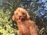 Nadir Renkli Gözlü Toy Poodle