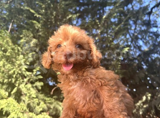 Nadir Renkli Gözlü Toy Poodle görsel