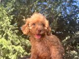 Nadir Renkli Gözlü Toy Poodle