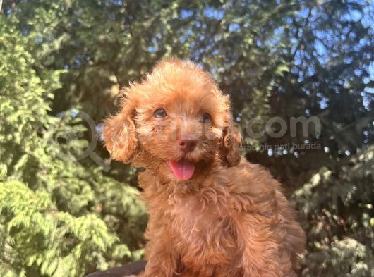 Nadir Renkli Gözlü Toy Poodle görsel