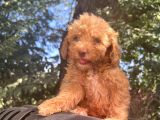 Nadir Renkli Gözlü Toy Poodle