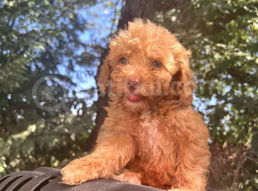Nadir Renkli Gözlü Toy Poodle görsel