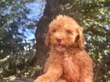 Nadir renkli gözlü toy poodle