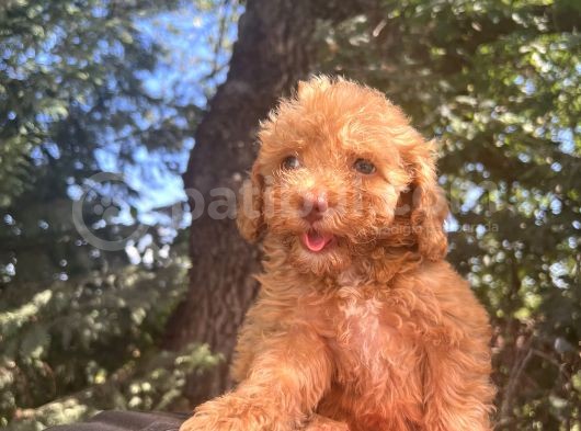 Nadir Renkli Gözlü Toy Poodle