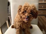 Toypoodle kore kan Mini Dişi Yavrumuz