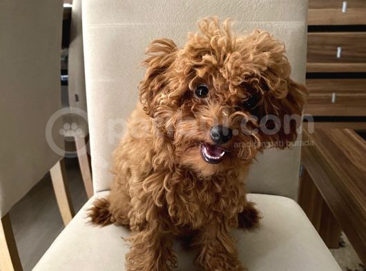 Toypoodle Kore Kan Mini Dişi Yavrumuz