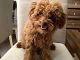 Toypoodle Kore Kan Mini Dişi Yavrumuz