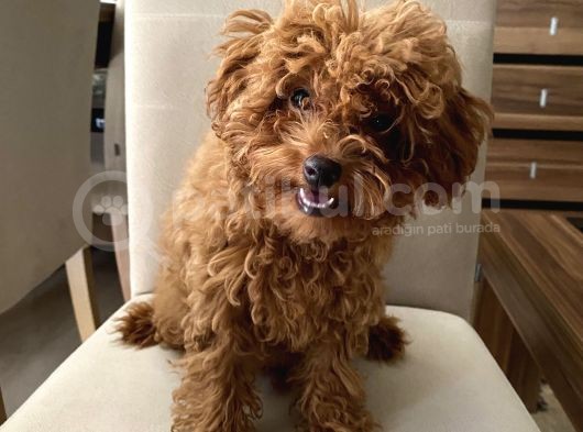Toypoodle Kore Kan Mini Dişi Yavrumuz görsel