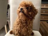 Toypoodle Kore Kan Mini Dişi Yavrumuz