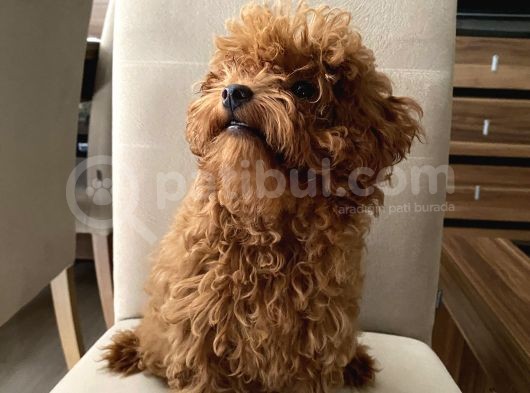 Toypoodle Kore Kan Mini Dişi Yavrumuz görsel