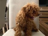 Toypoodle Kore Kan Mini Dişi Yavrumuz