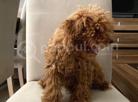 Toypoodle Kore Kan Mini Dişi Yavrumuz görsel