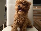 Toypoodle Kore Kan Mini Red Erkek Yavrumuz