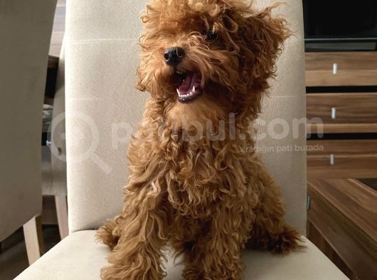 Toypoodle Kore Kan Mini Red Erkek Yavrumuz görsel