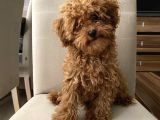 Toypoodle kore kan mini red erkek Yavrumuz