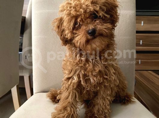 Toypoodle Kore Kan Mini Red Erkek Yavrumuz