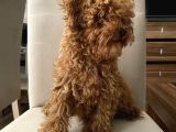 Toypoodle Kore Kan Mini Red Erkek Yavrumuz